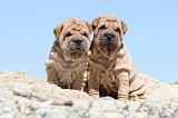 SHAR-PEI 609